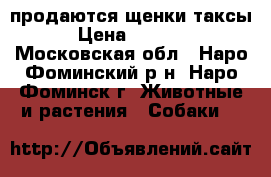 продаются щенки таксы › Цена ­ 3 000 - Московская обл., Наро-Фоминский р-н, Наро-Фоминск г. Животные и растения » Собаки   